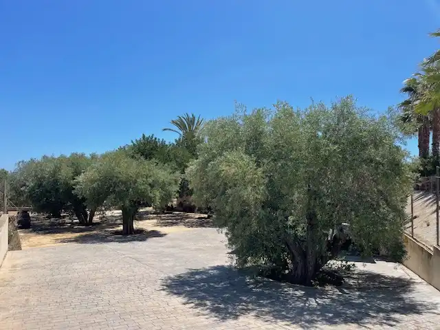 Houses for sale in Calle Partida del Raspeig, Villamontes - Boqueres