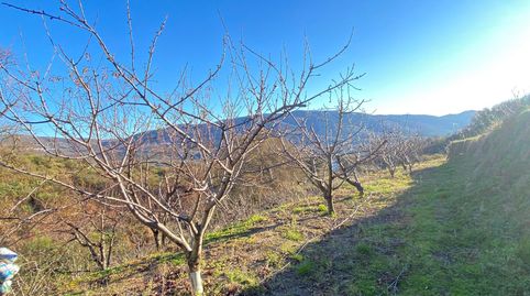 Finca de Cerezos Tempranos en El Torno (5.500 m²) – Alta Rentabilidad y Crecimiento, immagine 4