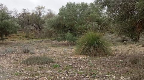 PARCELA DE OLIVAR PARA CONSUMO PROPIO., imatge 5