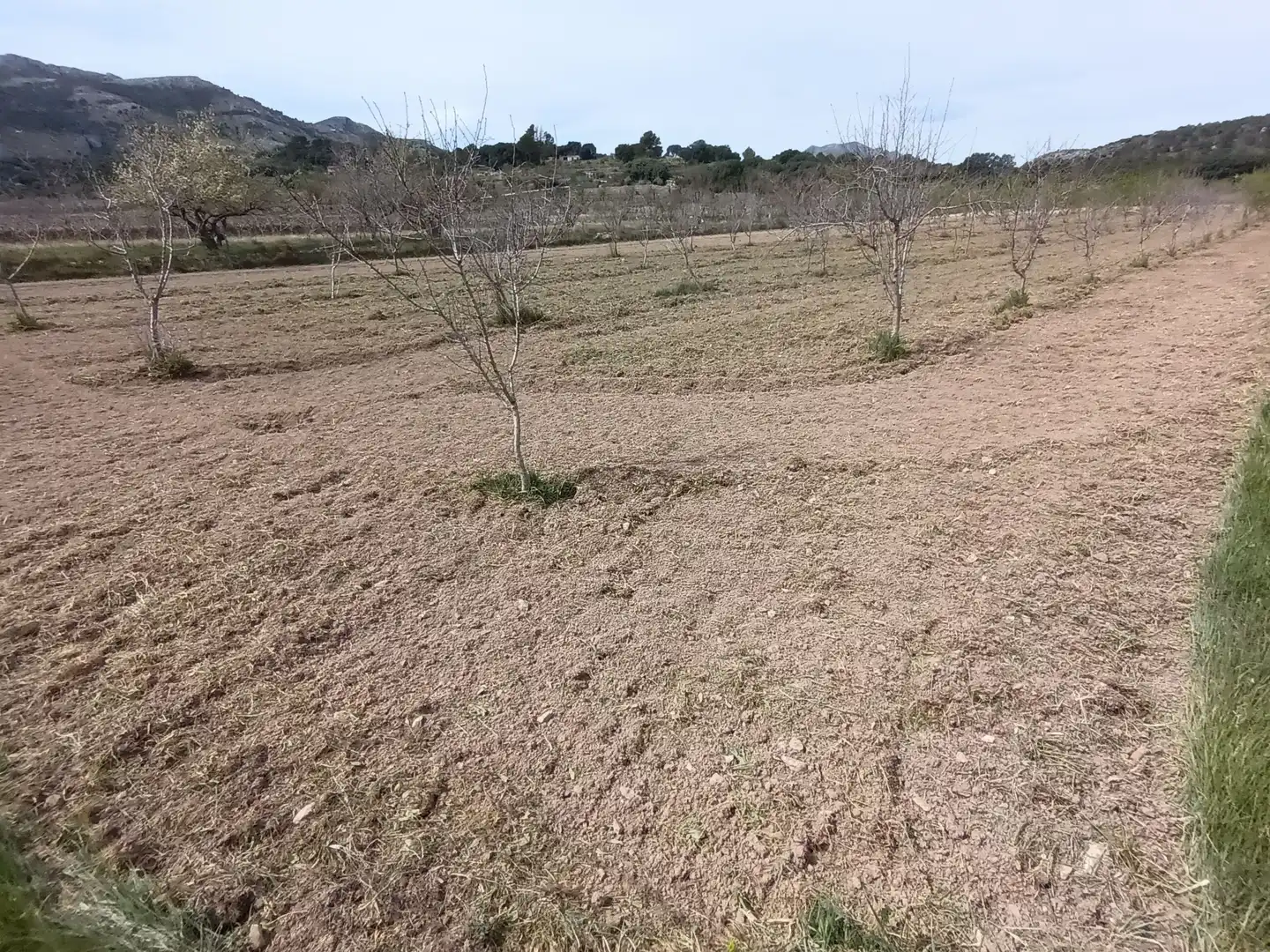 Terreno rústico en venta en Castell de Castells, imagen 5