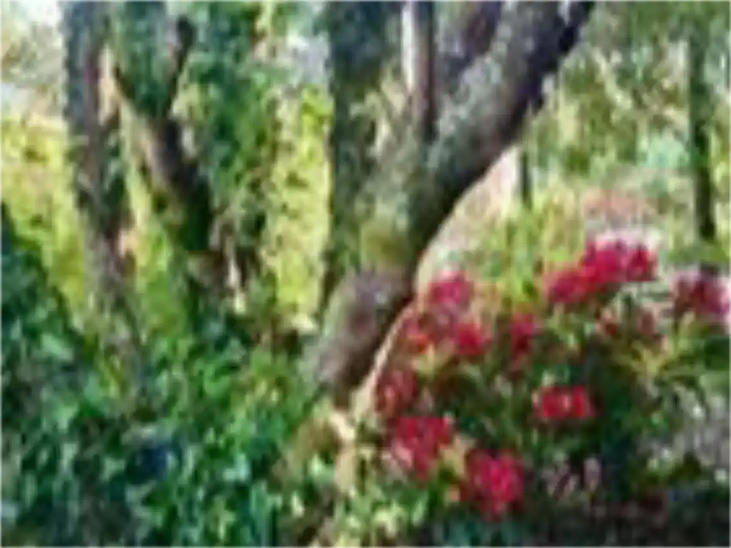 Jardí de Finca rústica en venda en San Sadurniño amb Jardí privat