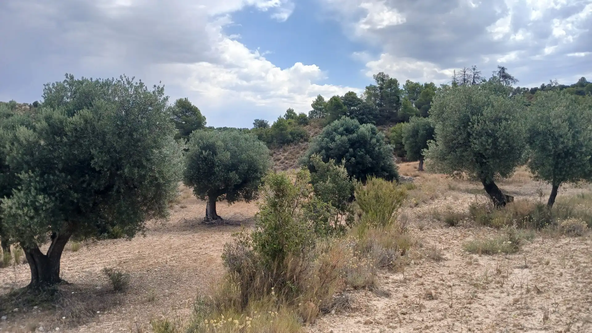 Terreno en venta en Torrevelilla, Teruel