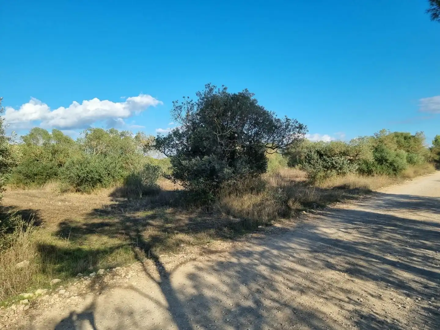 Grundstücke und Bauplätze zum Verkauf in poligono 14 parcela 31 Ginestar, imagen 4