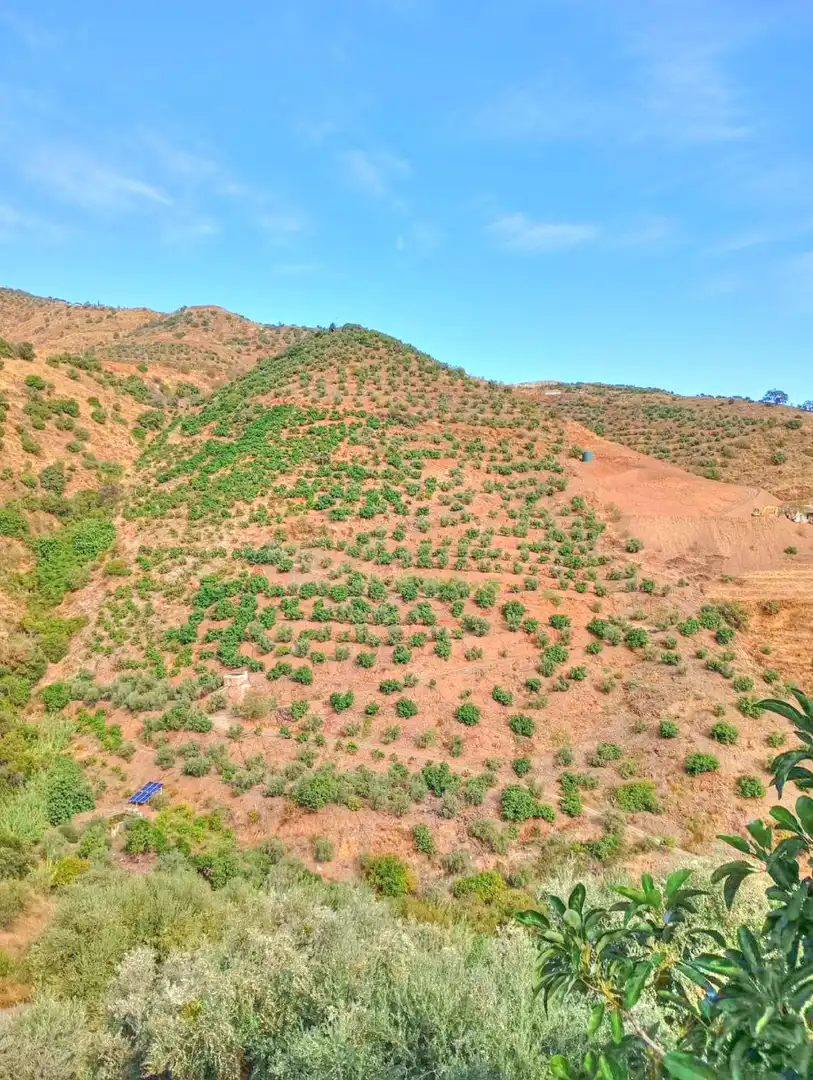 Rural land for sale in El Borge, imagen 11