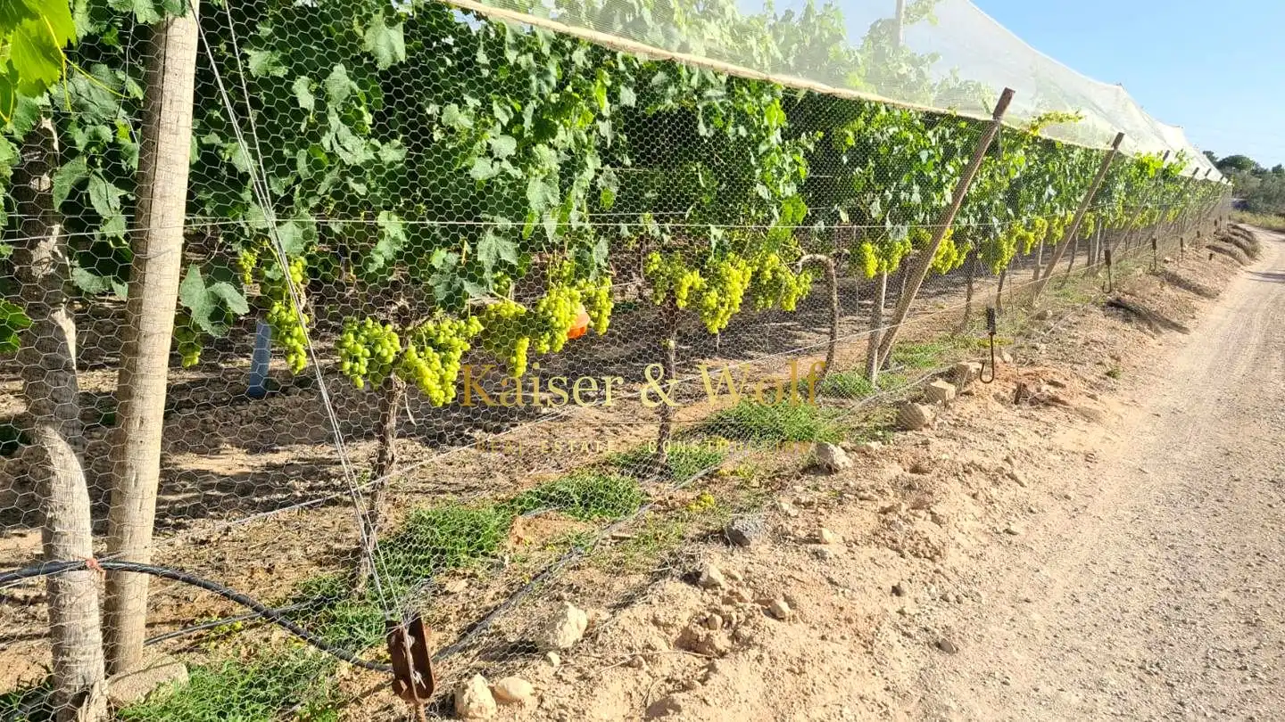 Terrenos y solares en venta en Monforte del Cid, imagen 10