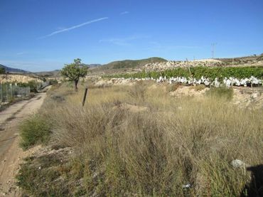 Terreny rústic en venda a La Romana