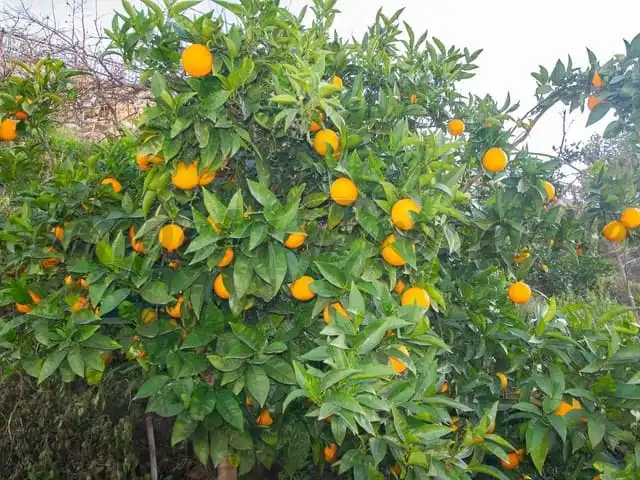 Terreni e lotti in vendita a Canillas de Albaida, imagen 3
