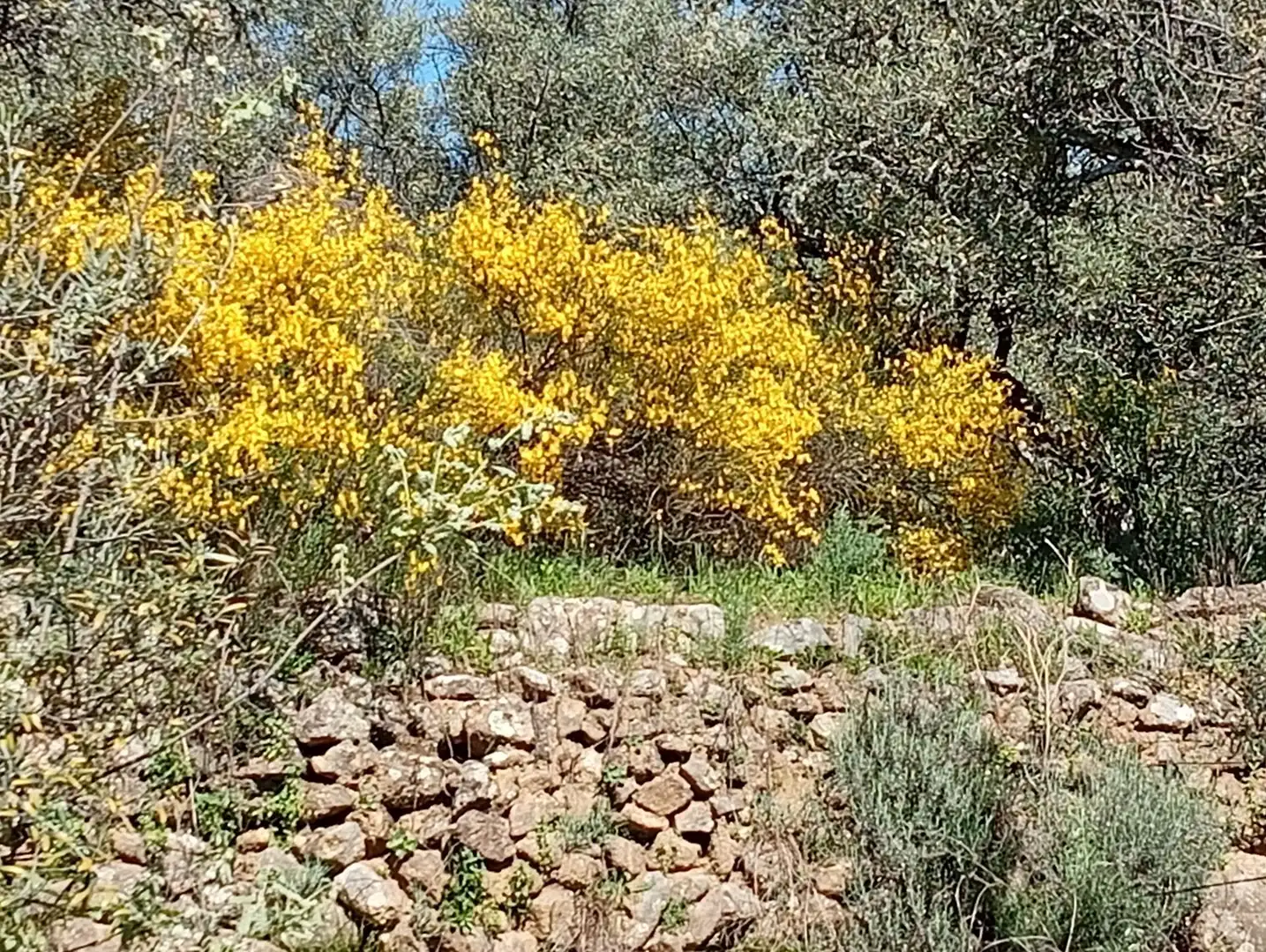 Terreni e lotti in vendita a Valverde de la Vera, imagen 67