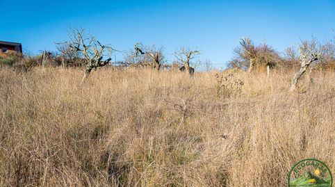 Se vende finca rustica con caseta en Bembibre, image 4