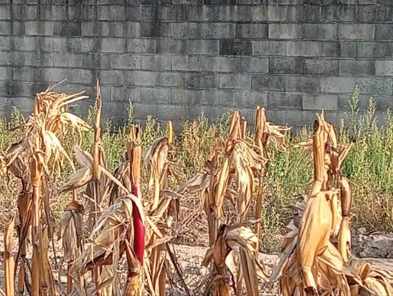 Terreni e lotti in vendita a Nogueira de Ramuín, imagen 2