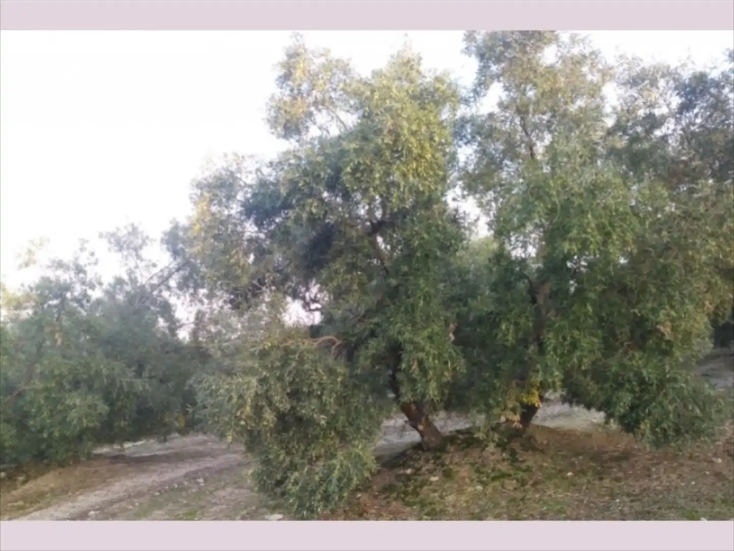 Terreno rustico in vendita a Cabra, imagen 15