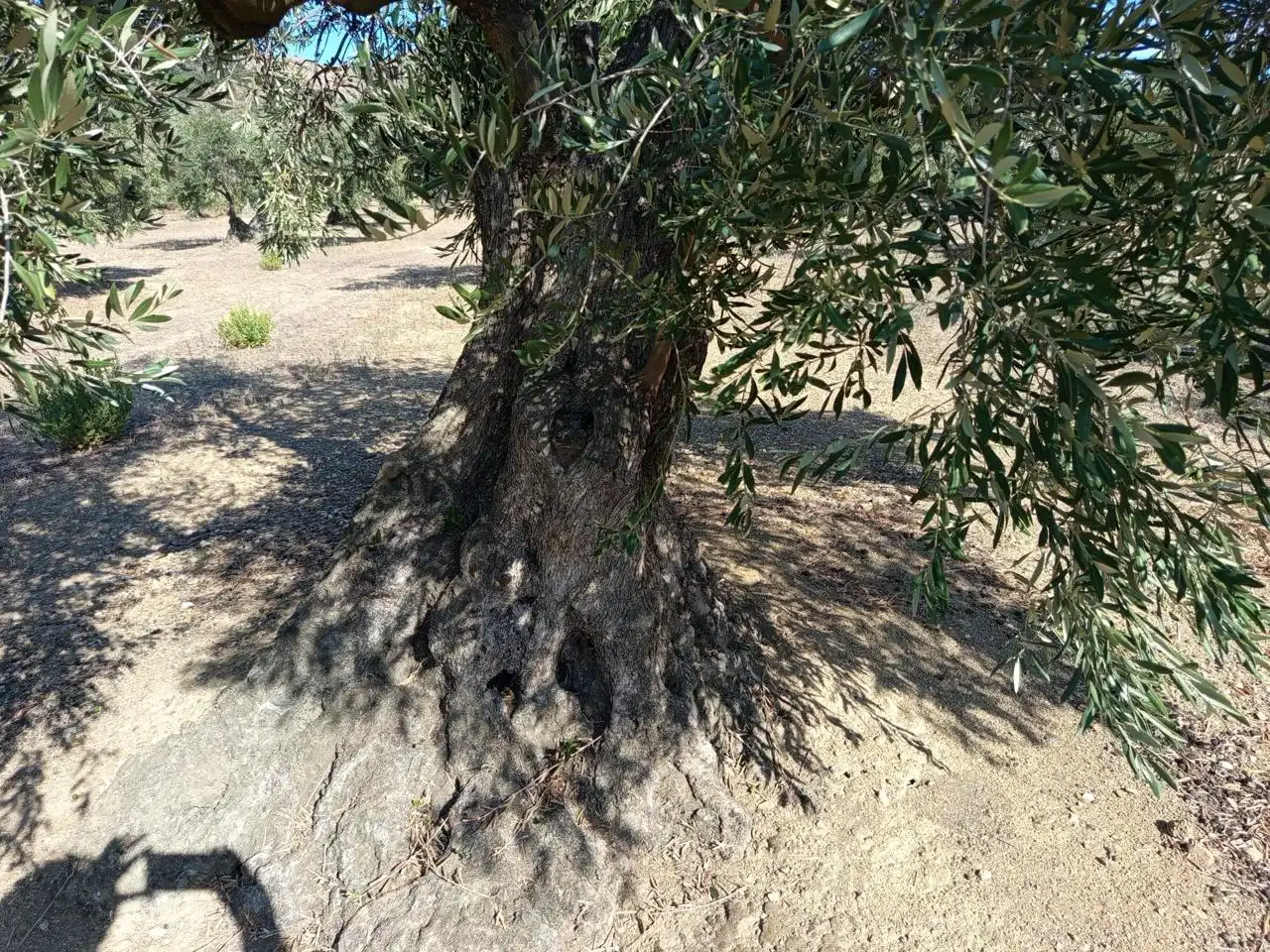 Terrenos y solares en venta en mas oliva, imagen 5