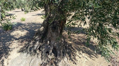 Photo 5 of Residential for sale in Mas Oliva, Els Grecs - Mas Oliva, Roses