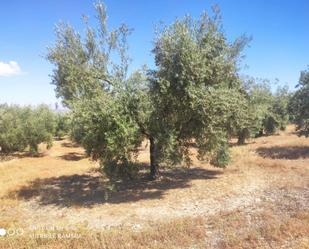 Land for sale in Doña Mencía