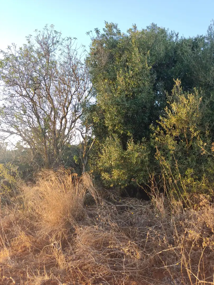 Terreno en venta en Conil de la Frontera