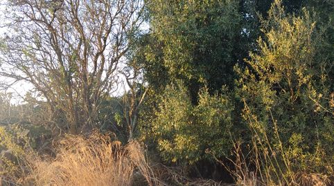 Foto 3 de Terreno en venta en Diseminado Pago Zorro, Roche, Conil de la Frontera