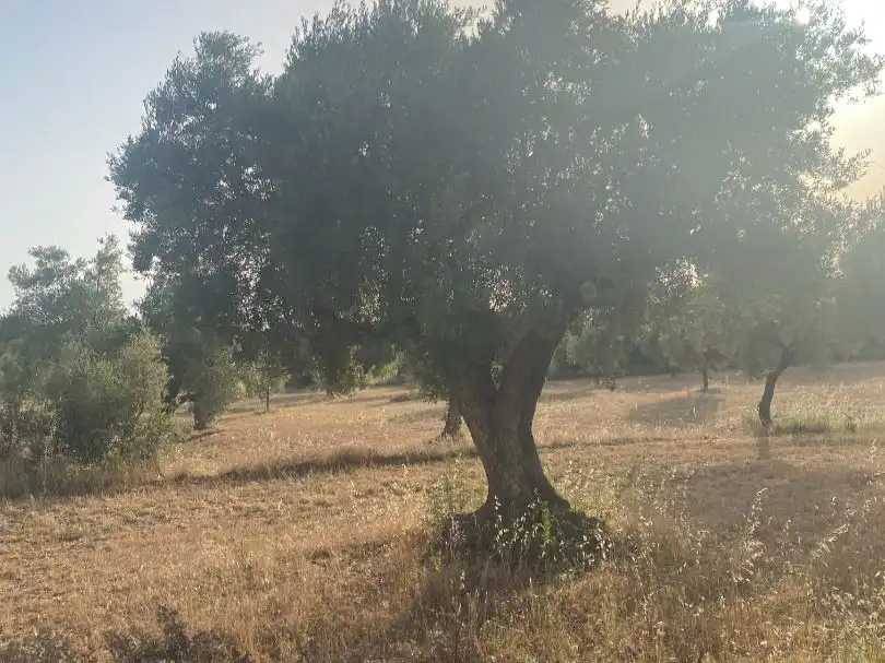 Rural land for sale in disseminat s/n, imagen 9