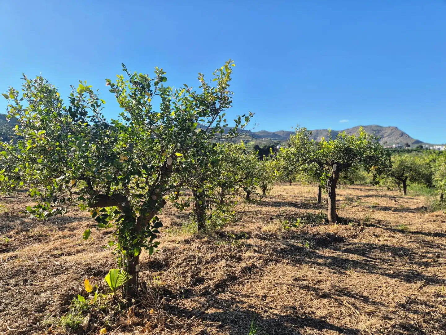Rustikales Grundstück zum Verkauf in Álora, imagen 6