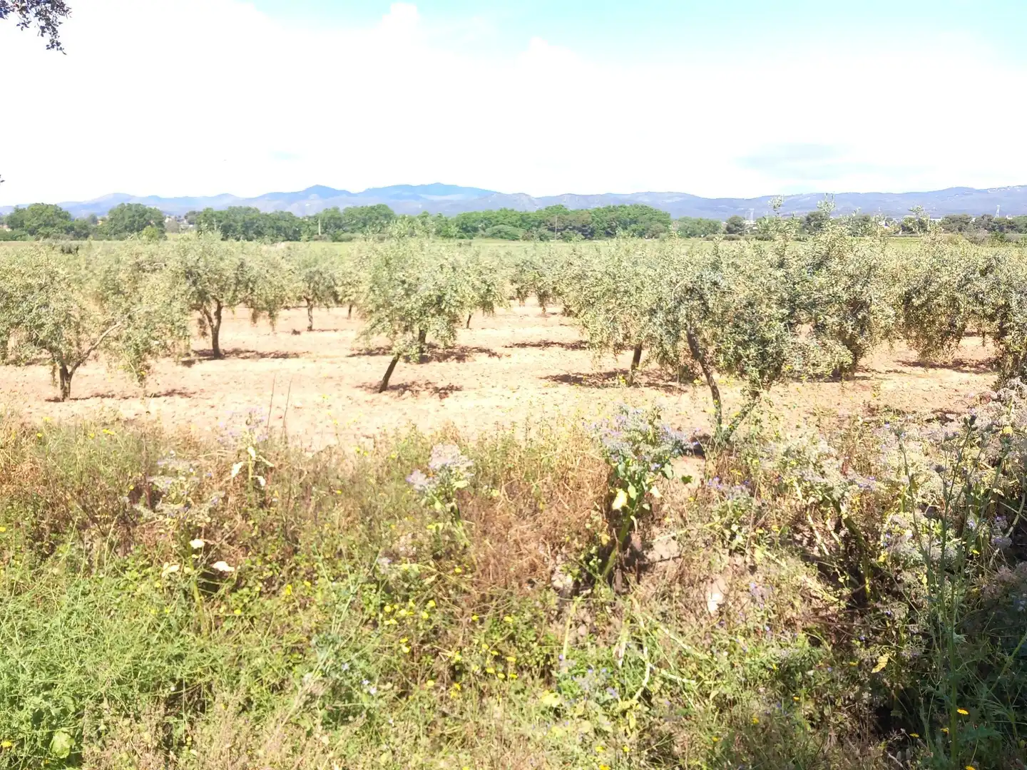 Lands and plots for sale in Banyeres del Penedès, imagen 6