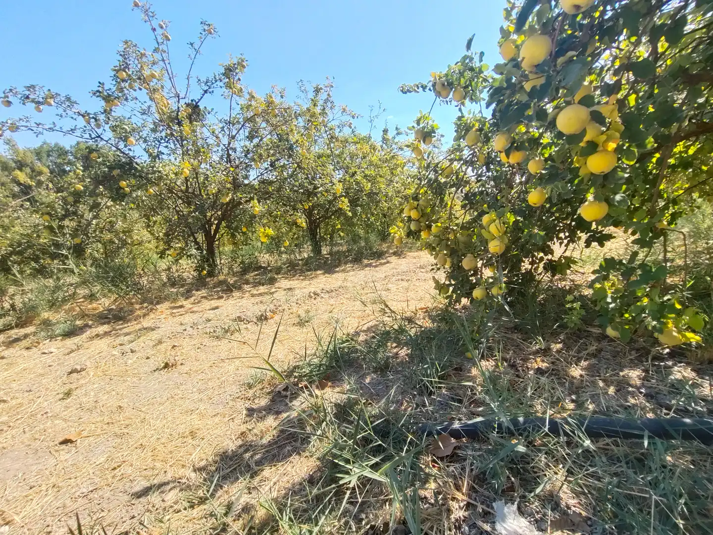 Country homes for sale in Priego de Córdoba  with Private garden, Terrace and Swimming Pool