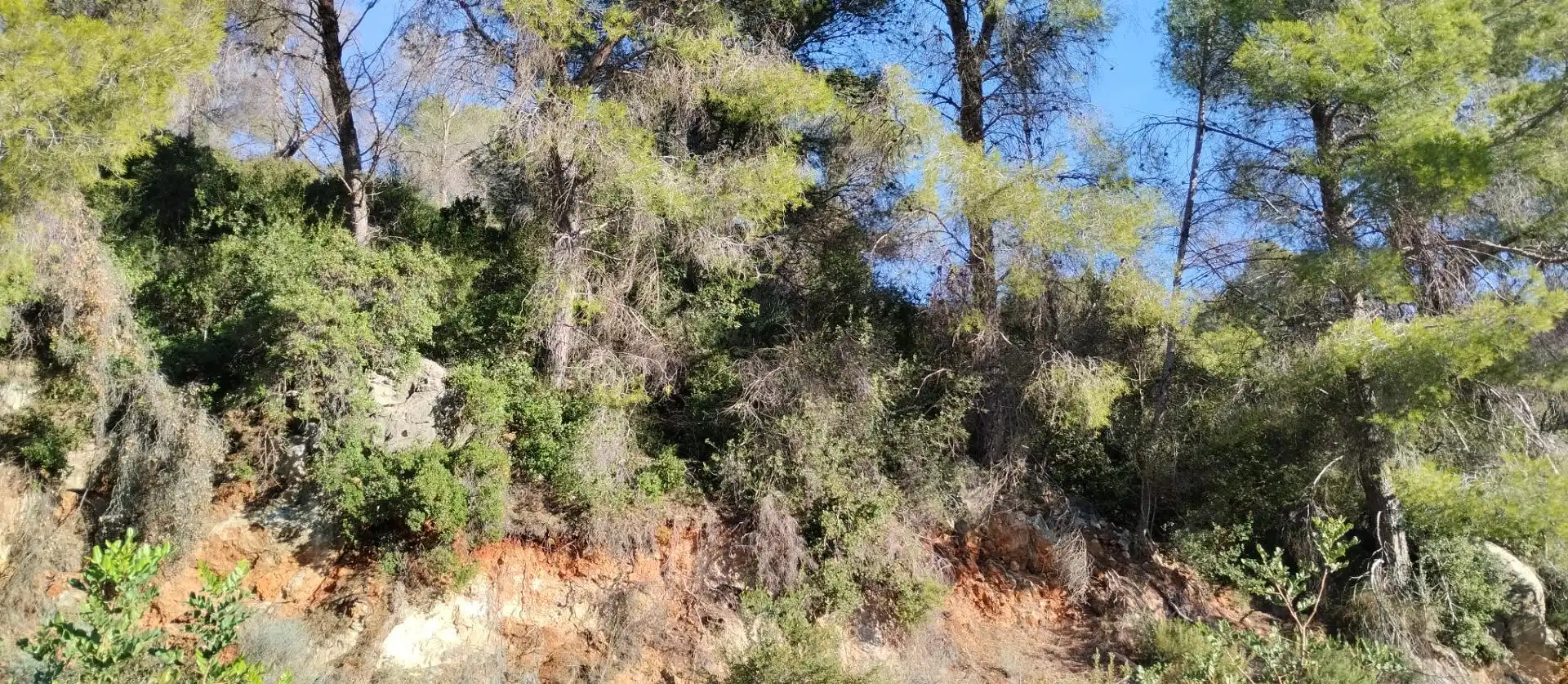 Terreny rústic en venda a L'Atzúbia, imagen 5
