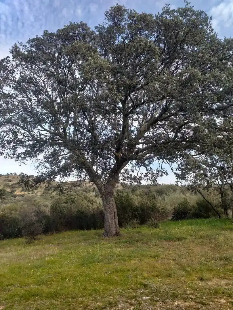 Finca rústica en venda en Hornachos amb Balcó
