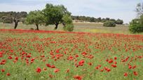 Jardí de Finca rústica en venda en Ossa de Montiel amb Aire condicionat, Calefacció i Jardí privat