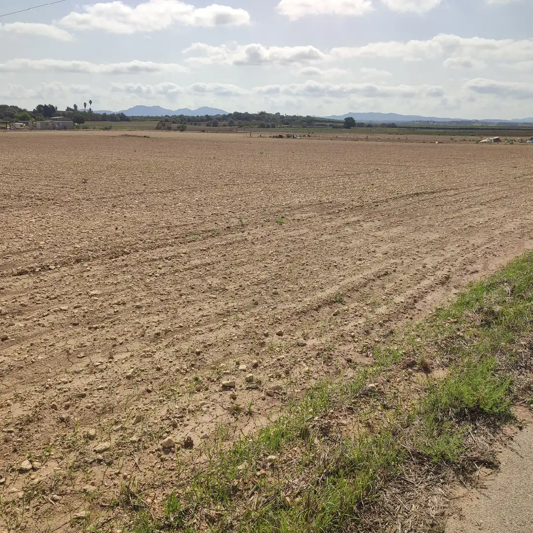 Rural land for sale in Vilafranca de Bonany, imagen 13
