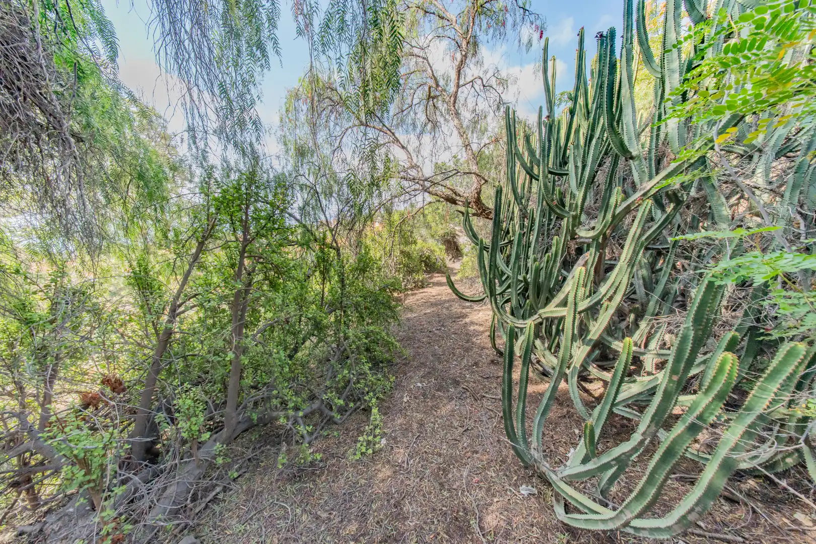 Jardí de Casa o xalet en venda en Santa Cruz de Tenerife amb Jardí privat, Terrassa i Piscina