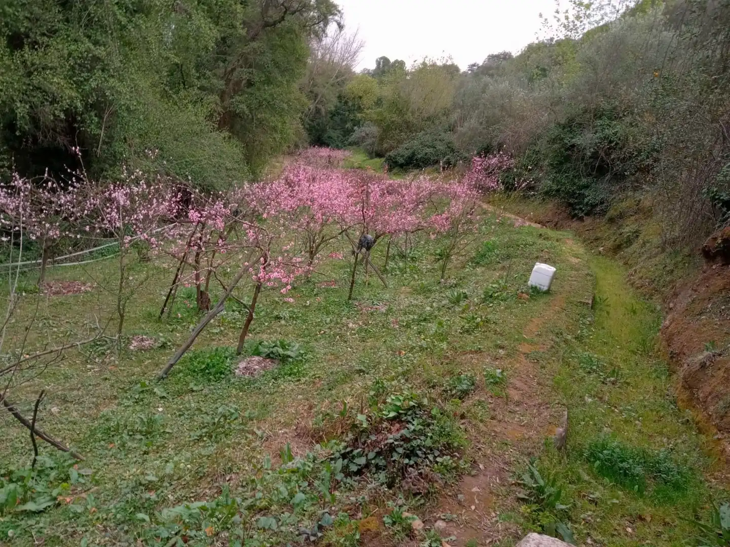 Garten von Grundstücke zum Verkauf in La Nava