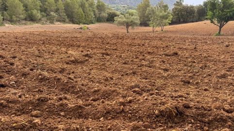 Parcela de terreno rústico situado en el munipio de Selva en plena Serra de Tramuntana., immagine 2