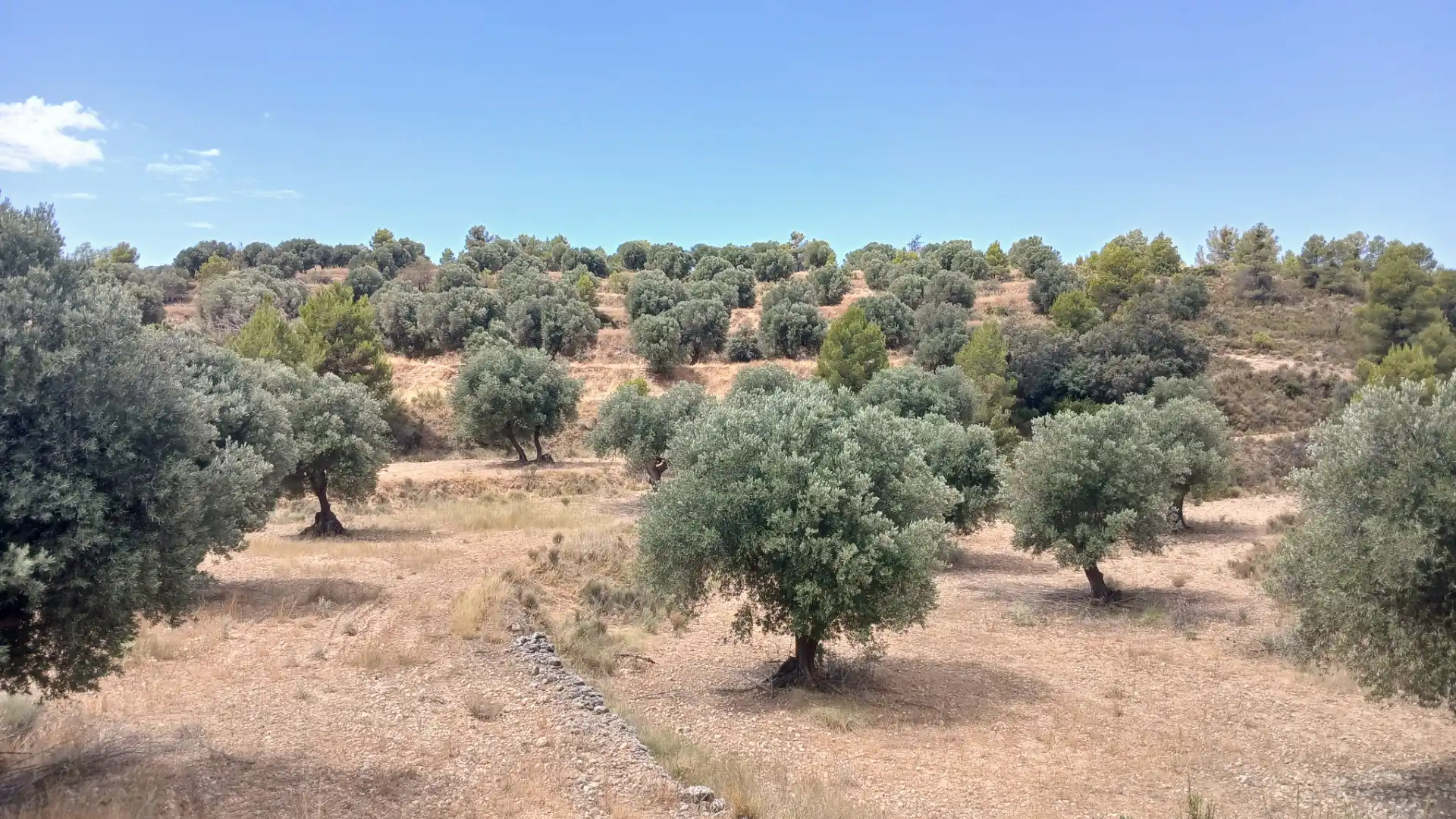 Terreno en venta en Torrevelilla, Teruel