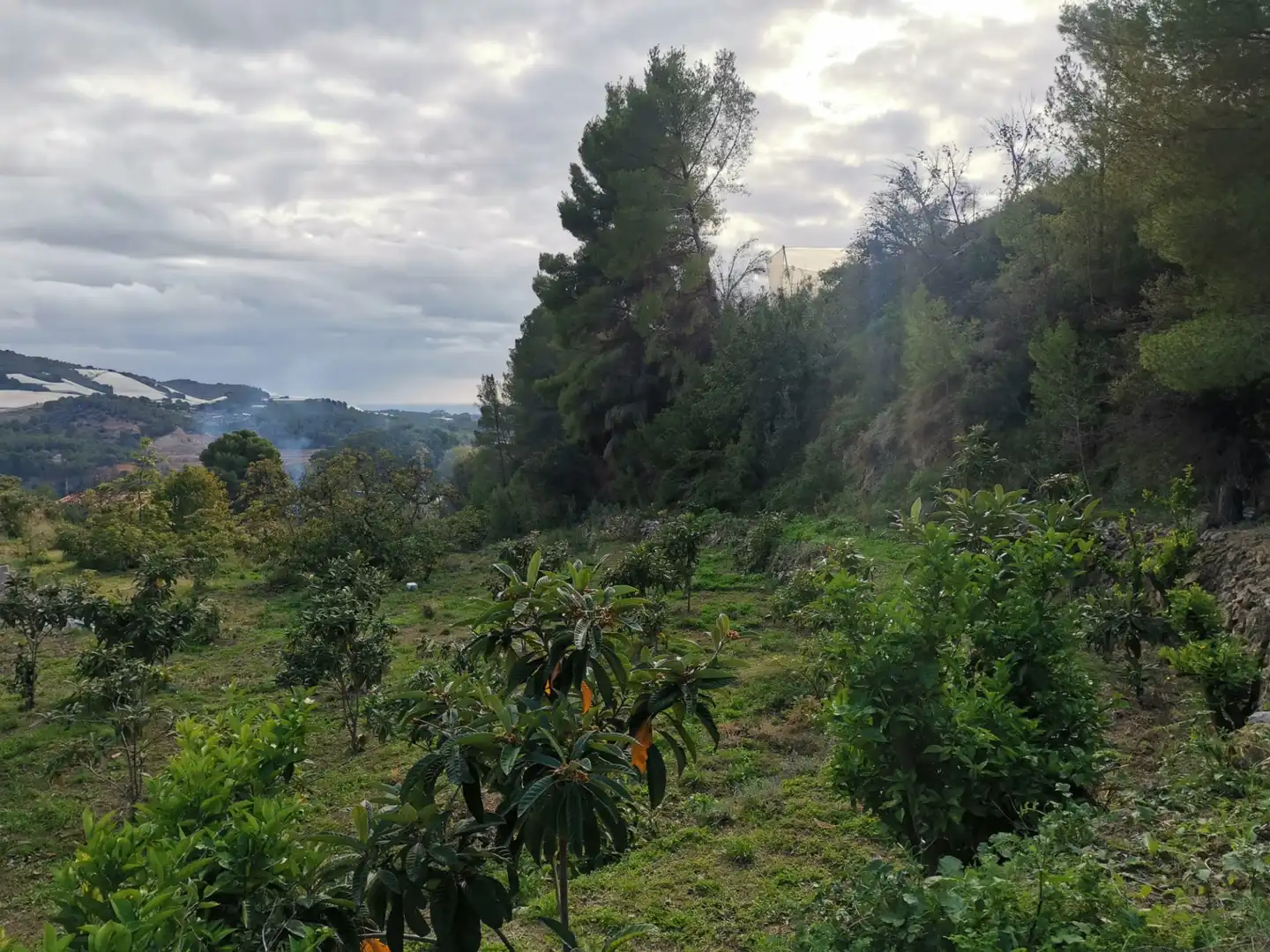 Rural land for sale in CV-755 45, imagen 3