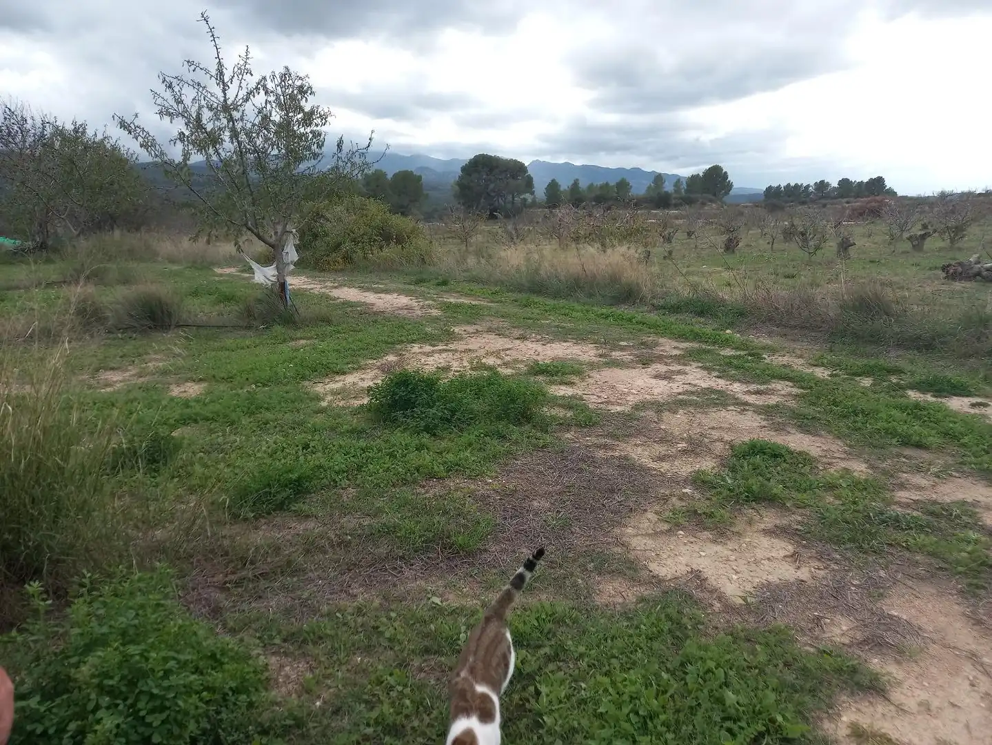 Rural land for sale in El Pinell de Brai, imagen 13