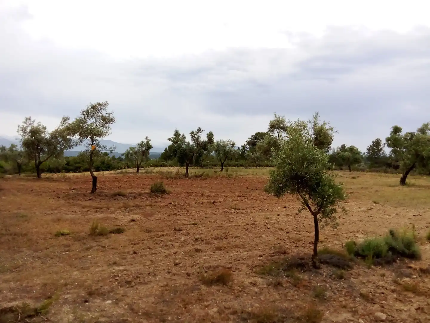 Terreni e lotti in vendita a Arens de Lledó, imagen 2