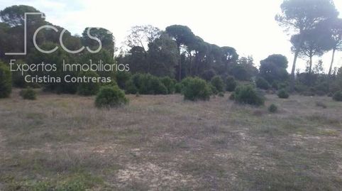 Venta de finca rústica EN PROPIEDAD de 67.589 m de terreno entre Pinares y eucaliptos en Almonte., imatge 3