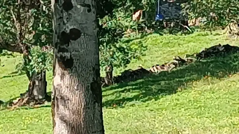 Terreno rustico in vendita a Proaza, imagen 48