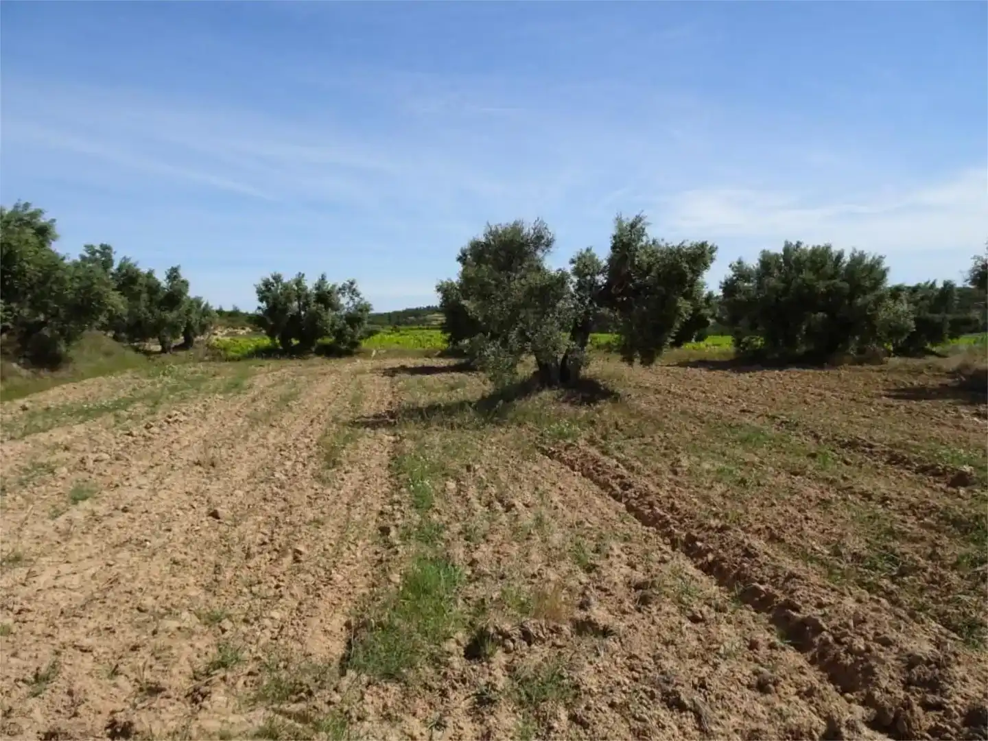 Land for sale in Batea