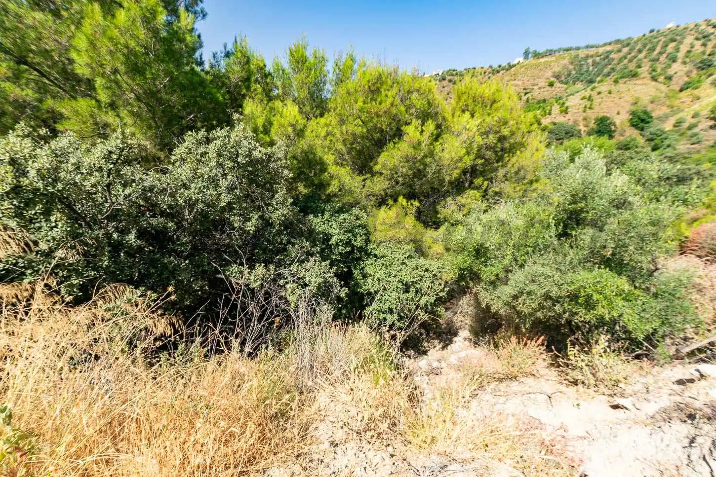 Terreny rústic en venda a Canillas de Albaida, imagen 5