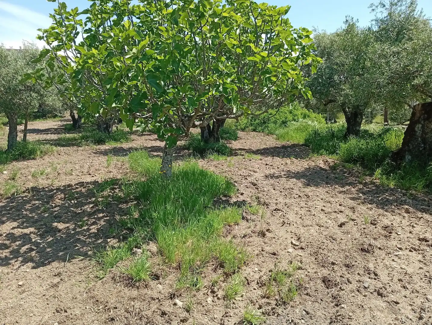 Terreni e lotti in vendita a Villanueva de la Vera, imagen 44
