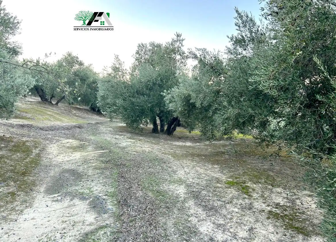 Terreno en venta en Ibros
