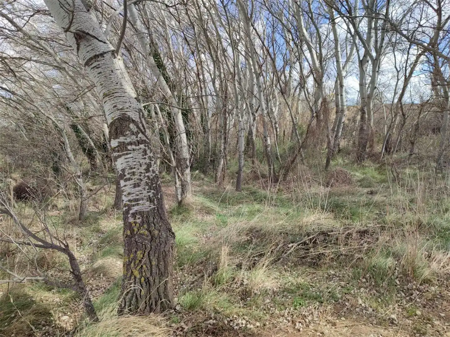 Land for sale in Botorrita