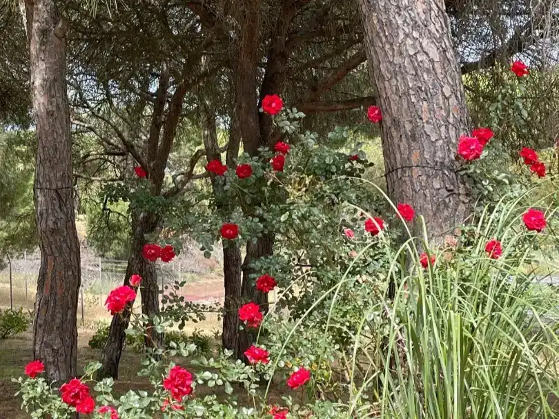 Jardín de Piso en venta en Isla Cristina con Aire acondicionado, Jardín privado y Trastero