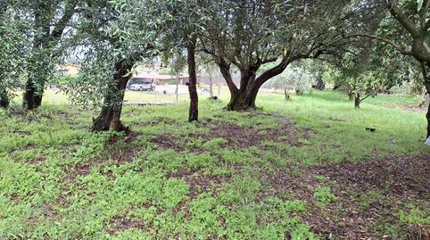 FINCA A 3 KM DE PLASENCIA, imatge 4