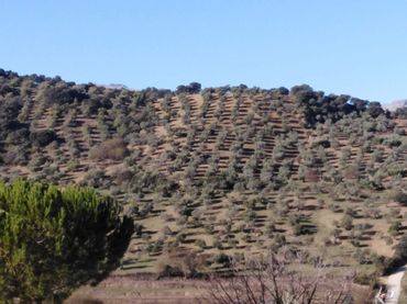 Terrenys i solars en venda a Partidas Sur