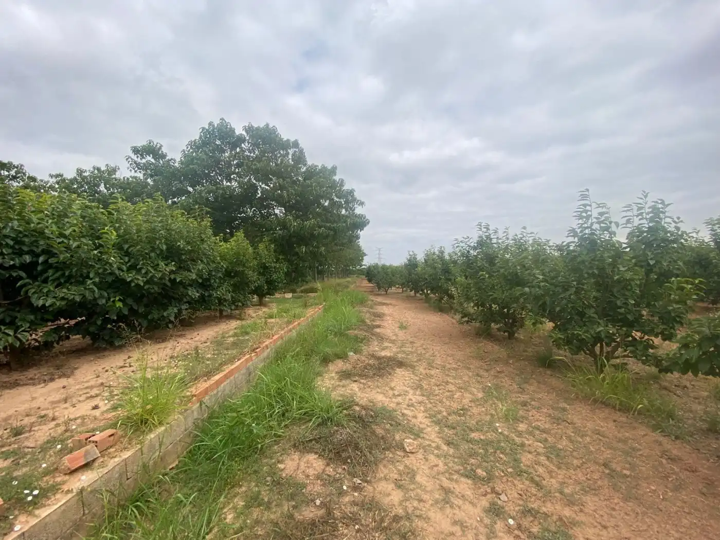 Land for sale in Carlet