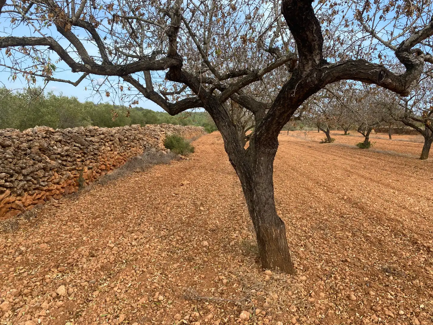 Terrain rustique à vendre à Carrer Camí de Montferri, imagen 14