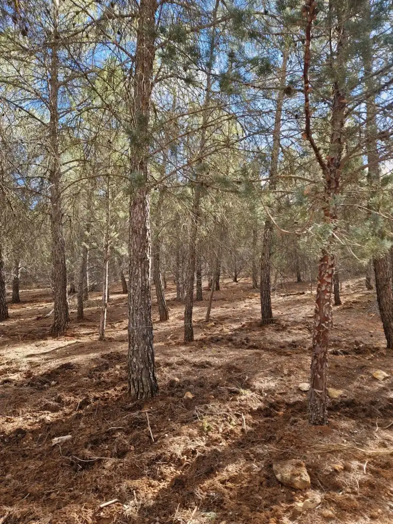 Rural land for sale in Pantano de Peñarroya 0, imagen 26