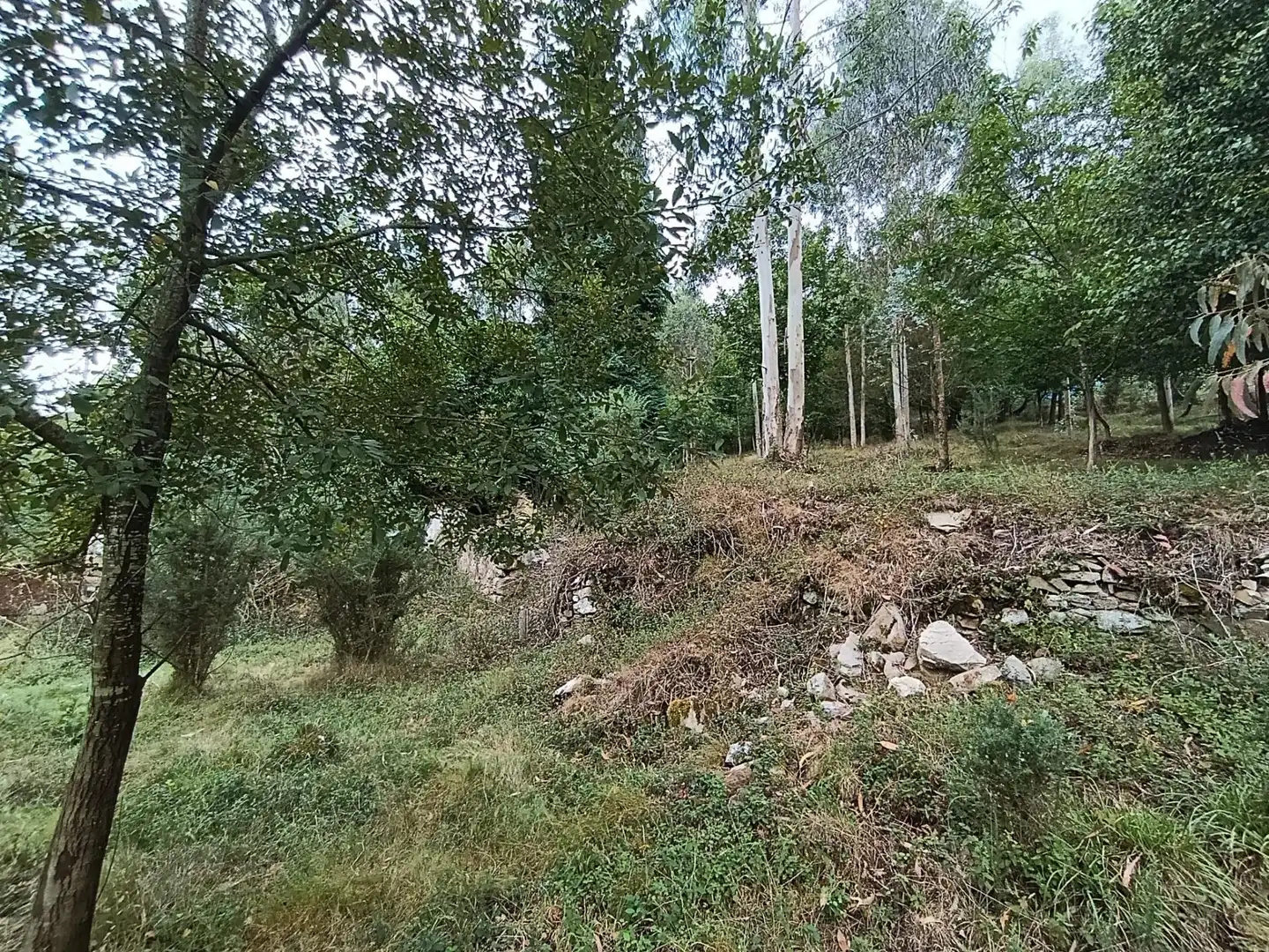 Country homes for sale in Pravia
