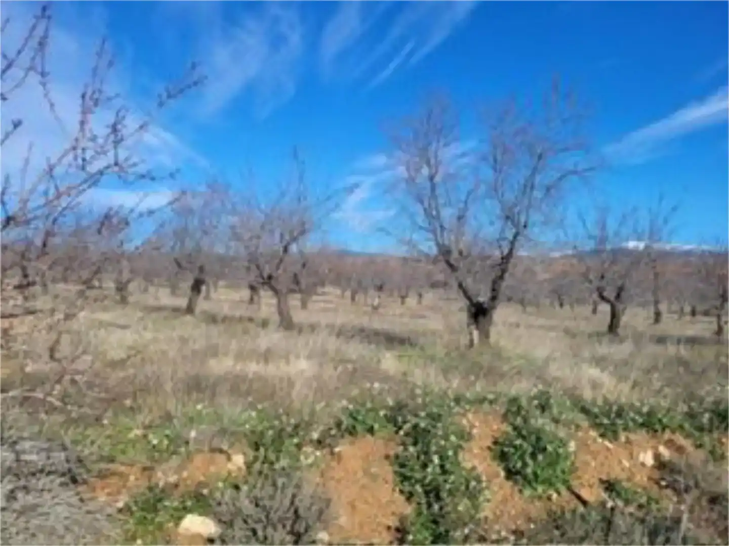 Terreno en venta en Torralba de Ribota